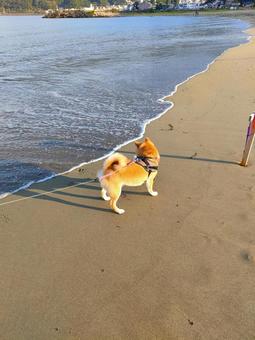 海辺でお散歩する柴犬! 海辺でお散歩する柴犬! 犬,柴犬,シバの写真素材