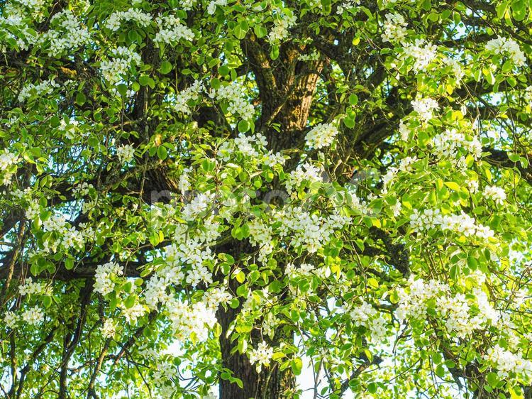 白い梨の花　ドイツ 梨,梨の木,木の写真素材