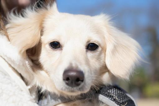 カメラをじっと見つめる白い犬 カメラをじっと見つめる白い犬 犬,白い,ふわふわの写真素材