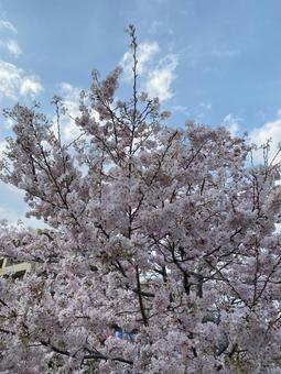 満開の桜と青空 満開の桜と青空 横浜,弘明寺,大岡川の写真素材