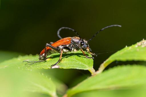 アカハナカミキリ アカハナカミキリの写真