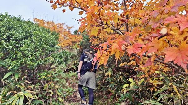紅葉の登山道を歩く登山者 紅葉の登山道を歩く登山者 登山,縦走,登山者の写真素材