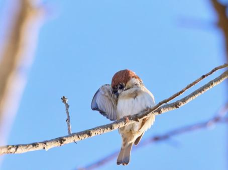 羽根の手入れをするキュートな可愛い雀 羽根の手入れをするキュートな可愛い雀 鳥,手入れ,羽根の写真素材