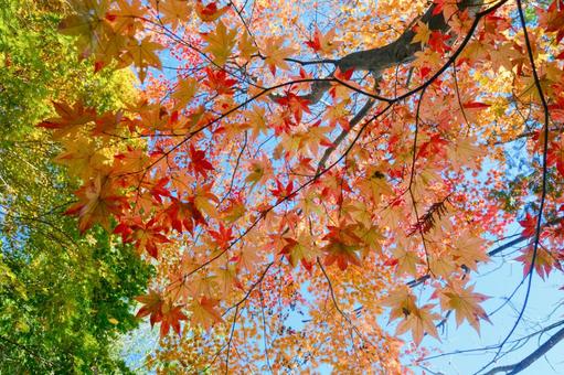 紅葉 紅葉,もみじ,秋の写真素材