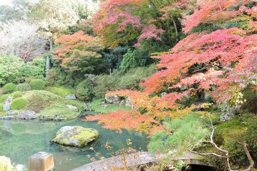 青蓮院門跡の紅葉 青蓮院門跡の紅葉の写真