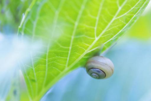 Photo, snails, rainy season, june, 