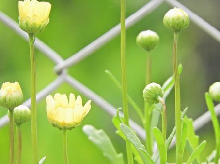花 花の写真