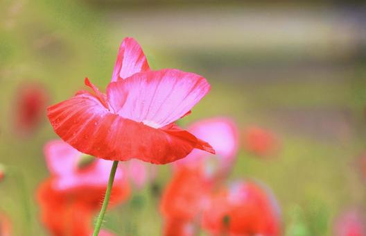雨に濡れた赤~ピンク系ポピーの花・アップ 雨に濡れた赤~ピンク系ポピーの花・アップ ポピー,ケシ科,ひなげしの写真素材