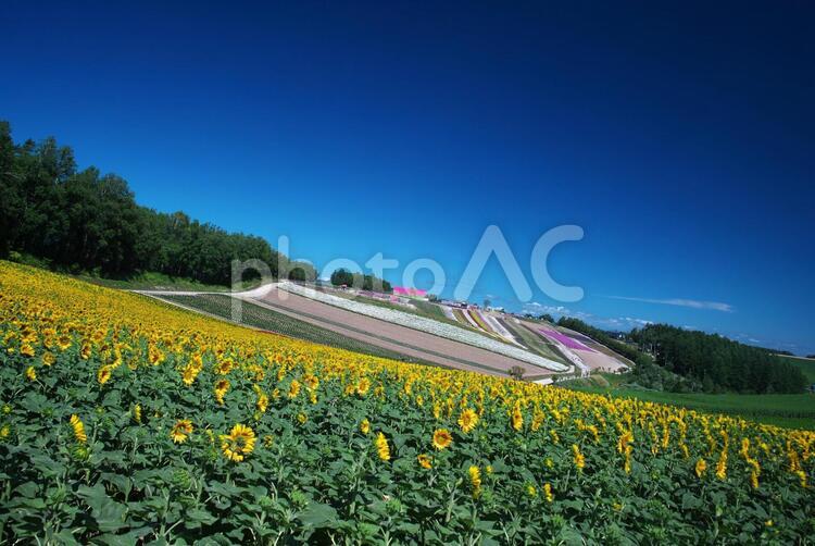 美瑛のお花畑 四季彩の丘,丘,コピースペースの写真素材
