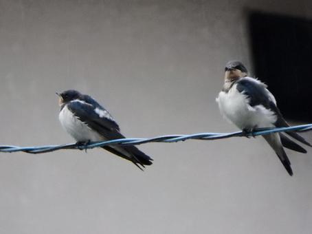 電線の鳥 電線の鳥 鳥,冬,バードウォッチングの写真素材