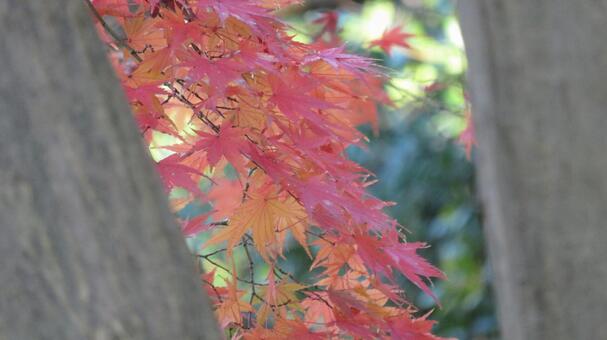 ネイチャーデザイン、紅葉の風 ネイチャーデザイン、紅葉の風 の写真