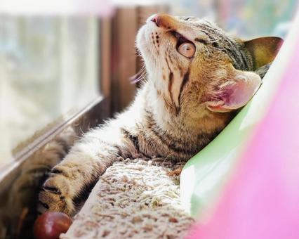 見上げる猫 見上げる猫 ねこ,かわいい,癒しの写真素材