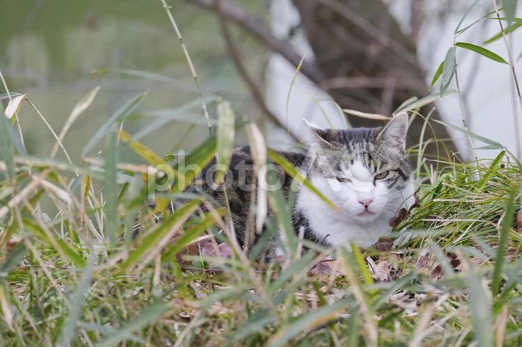 地域猫　野良猫　オス猫　猫 猫,地域猫,野良猫の写真素材