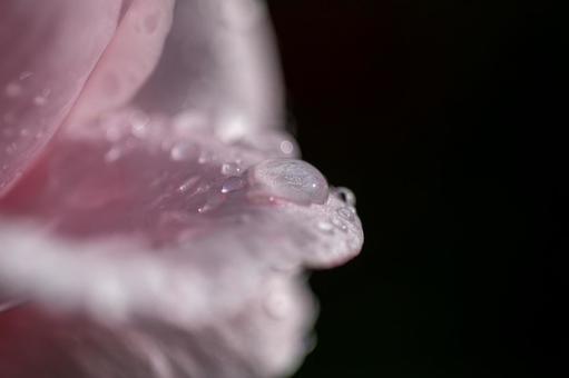 「感謝」が花言葉、ピンクの薔薇 「感謝」が花言葉、ピンクの薔薇の写真
