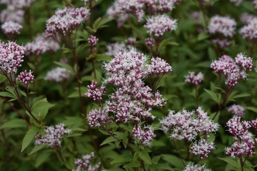 フジバカマ（藤袴） フジバカマ,藤袴,秋の花の写真素材