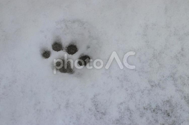 猫の足跡　雪　① 猫の足跡,猫,足跡の写真素材