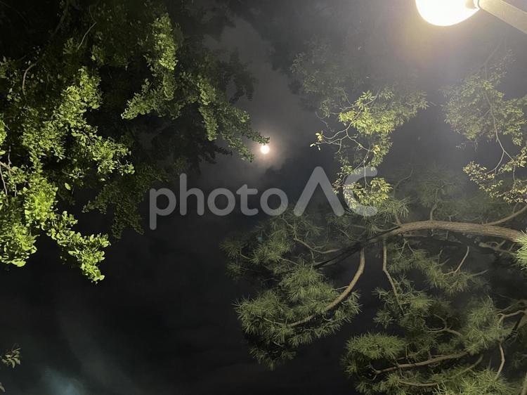 木の隙間の月 夜,夜空,木の写真素材