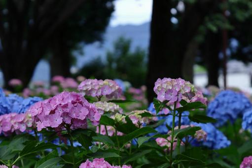 Photo, hydrangea, flower, hydrangea plant, 