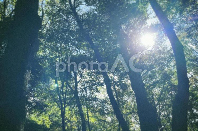 木漏れ日 風景,美しい,景観の写真素材