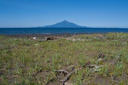 流木と海浜植物越しに望む夏の利尻岳 流木と海浜植物越しに望む夏の利尻岳 利尻山,利尻岳,流木の写真素材
