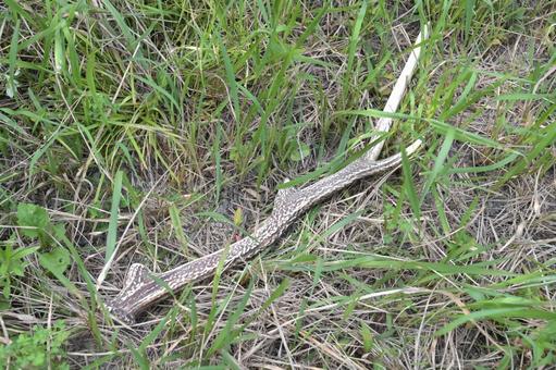 裏山の草刈り中に発見したシカの角 裏山の草刈り中に発見したシカの角 鹿,シカ,角の写真素材
