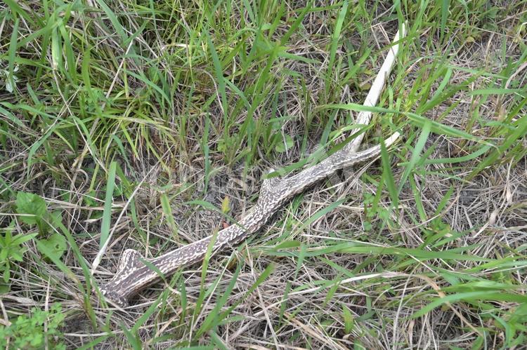 裏山の草刈り中に発見したシカの角 鹿,シカ,角の写真素材