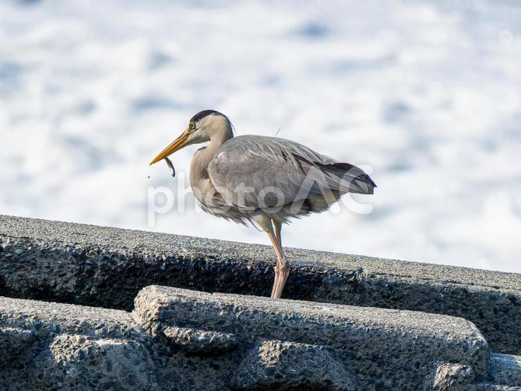 魚を食べるアオサギ サギ,アオサギ,野鳥の写真素材