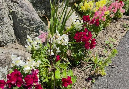 花 花 花,華,植物の写真素材