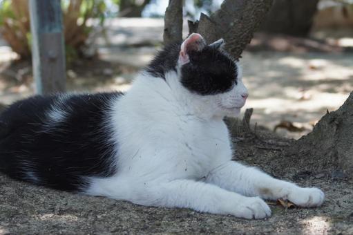 ねこ ねこの写真