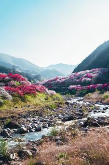花桃の郷 花桃の郷 花桃,花桃の里,花桃の郷の写真素材