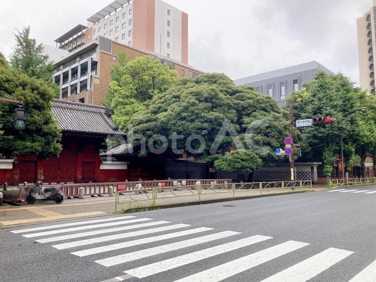 東京風景・文京区本郷 本郷,文京区,信号機の写真素材