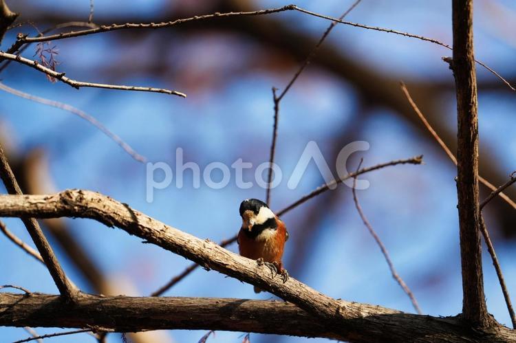 静かな森でひと休みするヤマガラ ヤマガラ,山雀,野鳥の写真素材