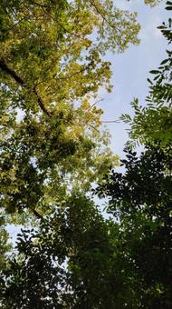 風景 風景 木漏れ日,枝,秋の写真素材