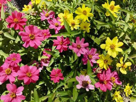 秋の花 草,雑草,自然の写真素材