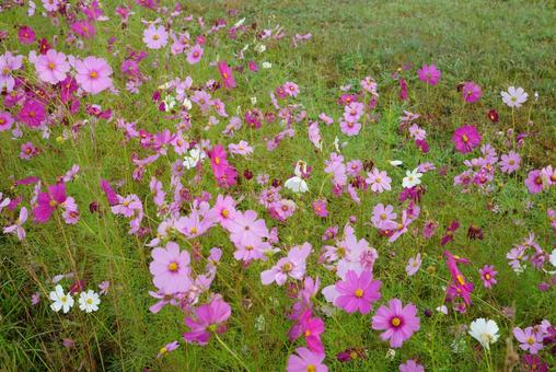 コスモス コスモス,秋,花の写真素材