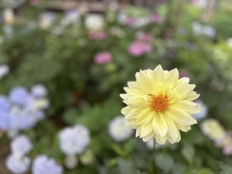Photo, flower, ziyang temple, yellow, 