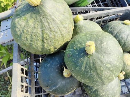 カボチャの収穫 カボチャの収穫の写真