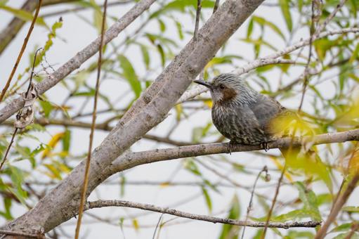 ヒヨドリ(51) 鳥,鳥類,ヒヨドリの写真素材