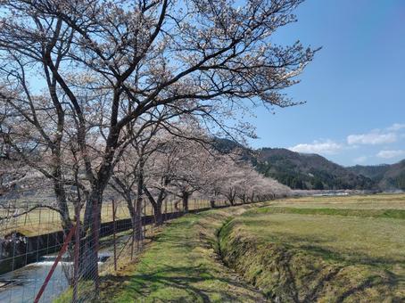 桜 桜,桜並木,兵庫県の写真素材