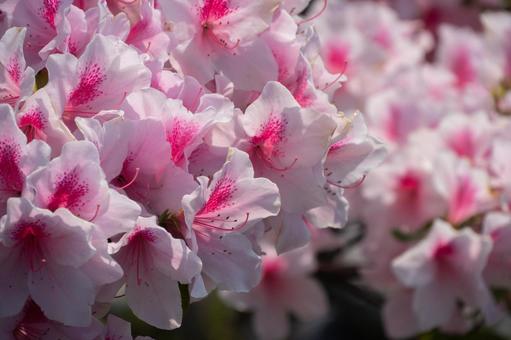 Azalea in full bloom, JPG Azalea in full bloom, JPG