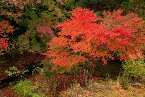 もみじロード もみじロード,秋,紅葉の写真素材