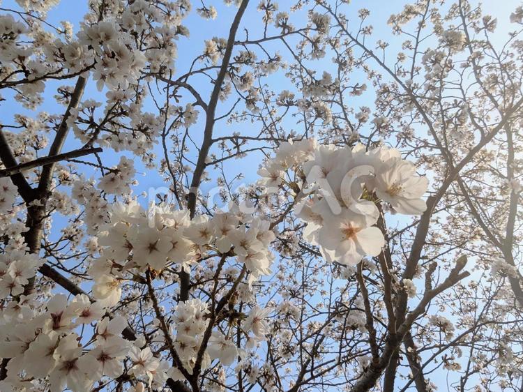 春の日差しと咲き誇る桜　朝の光 桜,春,青空の写真素材