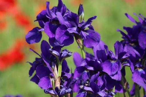 Iris flower, JPG