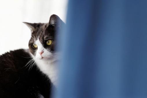 カーテンから見る猫 カーテンから見る猫,猫,ねこの写真素材