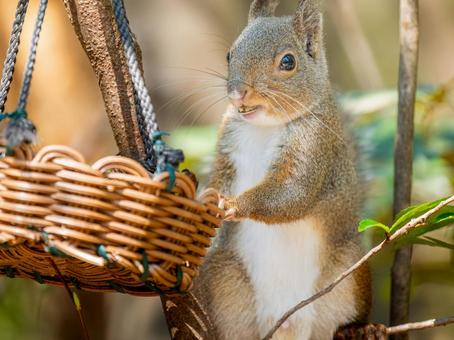 餌を食べるニホンリス 餌を食べるニホンリスの写真