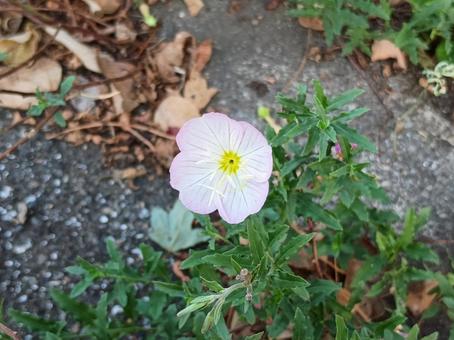 ツキミソウの花 ツキミソウの花 ツキミソウ,月見草,草の写真素材