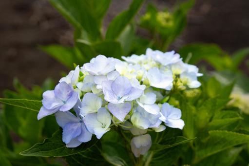 青い紫陽花 青い紫陽花の写真