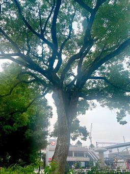 Photo, wood tree, wood, large tree, 