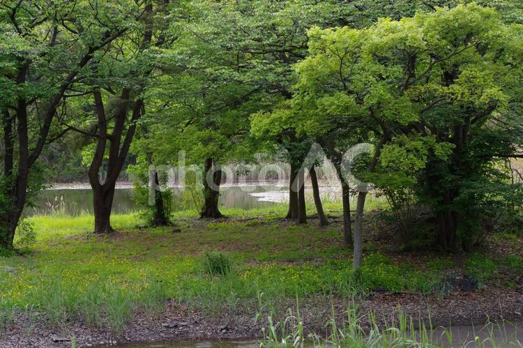 東京港野鳥公園の風景 東京港野鳥公園,咲く,春の写真素材