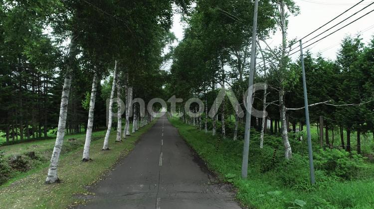 十勝の白樺街道 北海道,帯広,十勝の写真素材